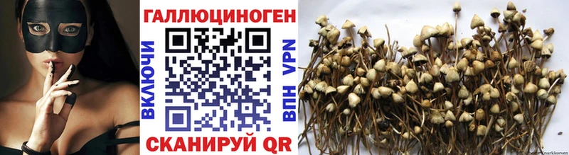 где купить   Медногорск  Псилоцибиновые грибы Cubensis 